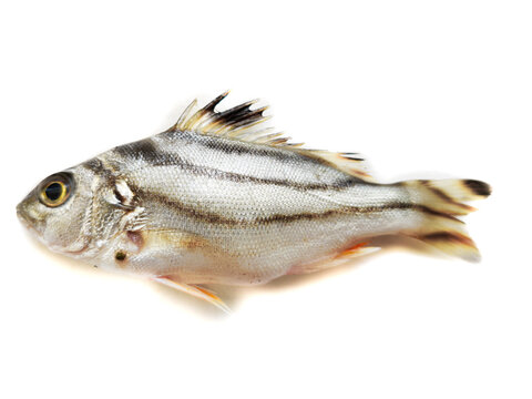 Selective focus of Fresh Terapon jarbua fish isolated on white background.
