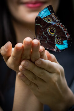 beautiful big cute butterfly morpho on hands on black background