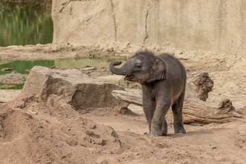 Fototapeta premium Elefant