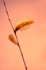 Easter or spring plot with branches with fluffy willow buds