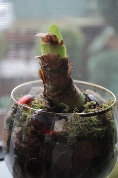 Amaryllis in einem dekorativen Glasgef&auml;&szlig;. Landlose Amaryllis-Knolle erg&auml;nzt mit trockenen Zweigen, Zapfen und Steinen. Das Moos rundet die Zwiebel und spendet Wasser. Die Amaryllis-Knospe ist gro&szlig;.