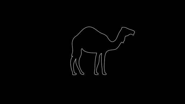 white linear camel silhouette. the picture appears and disappears on a black background.