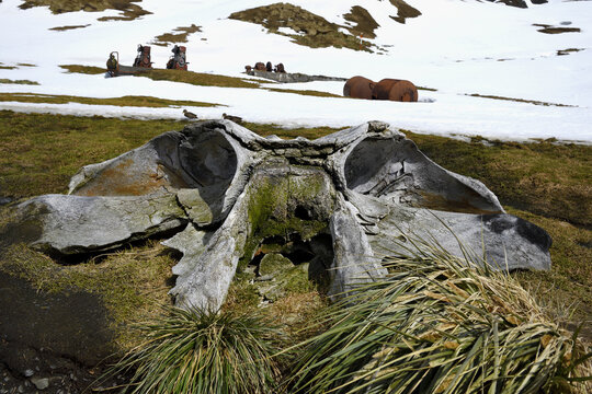 Whale vertebra, Former Grytviken whaling station, King Edward Cove, South Georgia, South Georgia and the Sandwich Islands, Antarctica