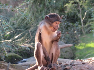 Scimmia pensante