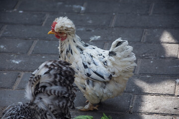 Amazing landmark in the historical city of Xi'An, ancient capital of China