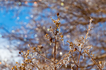 Beautiful frozen branches in a cold winter