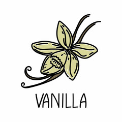 Vanilla, drawn element in doodle style. Logo and emblem packaging design template - spices and herbs- vanilla flower and pods. Logo in a fashionable linear style.