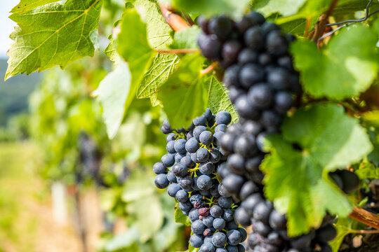 blue merlot grapes in green vineyard