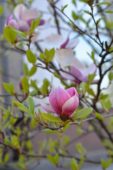 Pink magnolia tree  blooming branch at the park. Magnolia Sulanga outdoors photo .