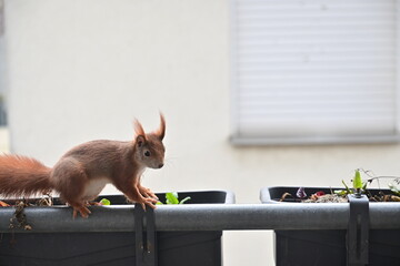 Eichhörnchen sucht nach Nüssen auf einem Balkon