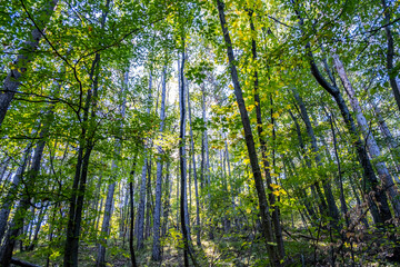 Fototapeta premium green forest in spring time