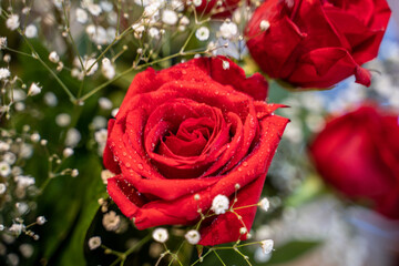 Sparkling Red Roses on Valentines Day