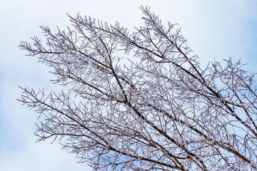 Fototapeta na wymiar Freezing rain effects on tree branches