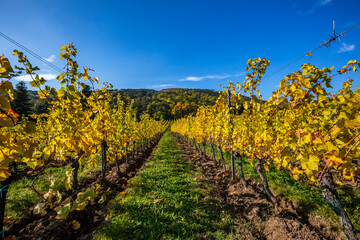 Fototapeta na wymiar colorful autumn vineyards