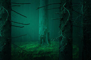 Blue misty dark forest landscape. Old fir trees trunks with dead branches, green ferns, light haze