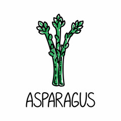 Asparagus, drawn element in doodle style. Logo and emblem packaging design template - herbs and spices - asparagus. Logo in a trendy linear style.