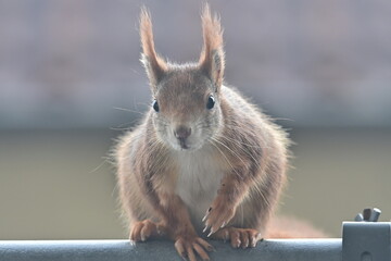 Eichhörnchen sucht nach Nüssen auf einem Balkon
