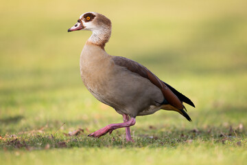 Nilgans (Alopochen aegyptiaca) im Seitenprofil laufend auf Wiese