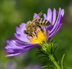 bee or honeybee in Latin Apis Mellifera on blue flower