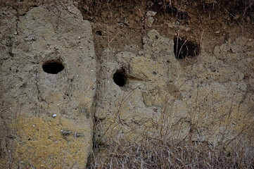 Swallow nests and swallows flying