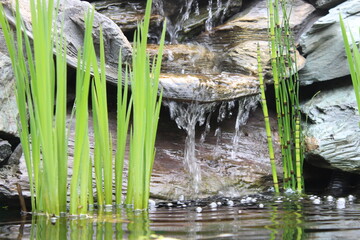 Pond