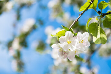 Apple tree blossom twig with flowers and leaves on blue sky, web banner