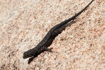 lizard on stone