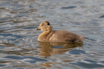 Greylag goose fluffy chick. Swims in a water