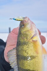 A yellow perch caught on a spoon through the ice