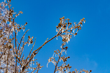 Frozen branches against blue sky