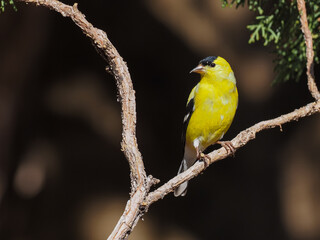 American Goldfinch
