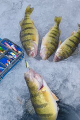 A catch of yellow perch through the ice