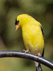 Obraz premium American Goldfinch 