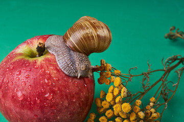 snail on a red apple with water drops with a yellow flower on a green background