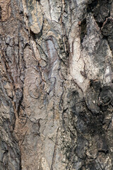 stone texture for backgrounds image photo stock
