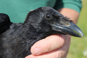 Crow in Hand