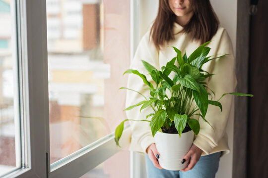 Beautiful young caucasian woman holding a home plant Spathiphyllum in a pot. Gardening, hobby. Soft selective focus.