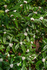 Daphne bholua 'Spring Herald' an evergreen winter and spring flowering plant shrub with a white...