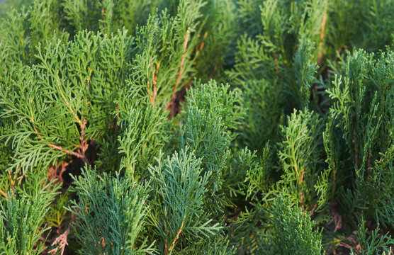 Lush green stem and leaves of Juniperus scopulorum (Rocky Mountain Juniper) plant, a native evergreen needled (conifer) tree in the cypress family.