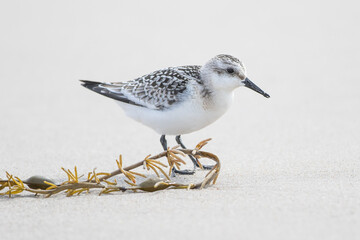 Sanderling, Calidris alba, am Strand bei der Nahrungssuche