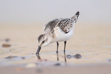 Sanderling, Calidris alba, bei der Nahrungssuche