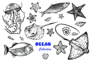 Marine life. Collection. Vector stock illustration.Black and white sketch.Isolated on white background. Hand drawing. Engraving.