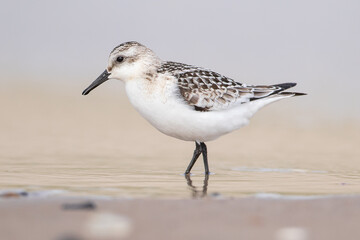 Sanderling (Calidris alba) im Seitenprofil stehend am Strand