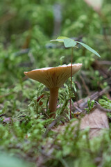 Mushrooms in the woods