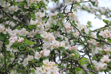 Blüten blühen 