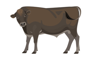 Bull Jersey - The Best Milk Cattle Breeds. Farm animals. Vector Illustration