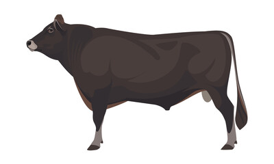 Bull Jersey - The Best Milk Cattle Breeds. Farm animals. Vector Illustration
