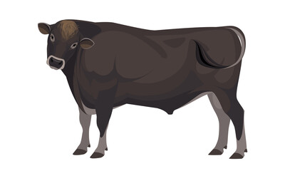 Bull Jersey - The Best Milk Cattle Breeds. Farm animals. Vector Illustration