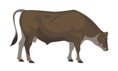 Bull Jersey - The Best Milk Cattle Breeds. Farm animals. Vector Illustration