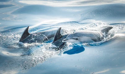 Tuinposter Delfin Flosse © Marcel